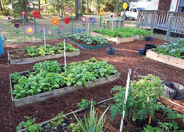 A school vegetable garden.